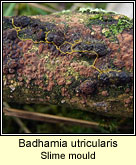Badhamia utricularis, Slime mould