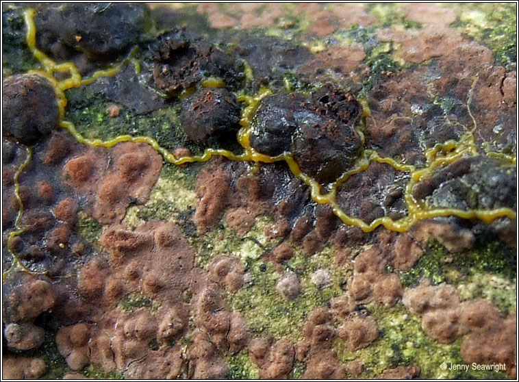 Badhamia utricularis