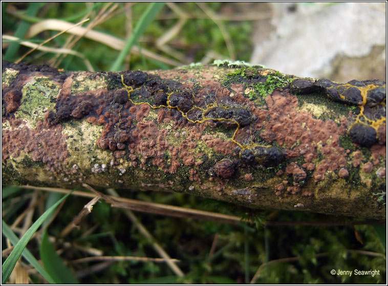 Badhamia utricularis, Slime mould